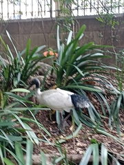 Threskiornis molucca