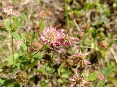Trifolium