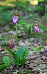 Cypripedium acaule