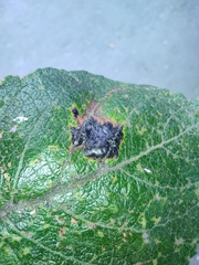 Rhytisma salicinum