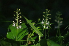 Maianthemum canadense