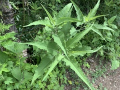 Ambrosia ambrosioides