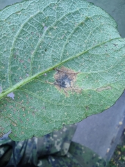Rhytisma salicinum