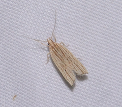 Helcystogramma hystricella