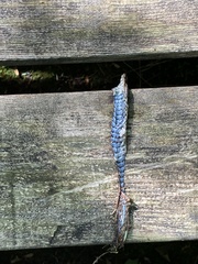 Thamnophis sirtalis pallidulus