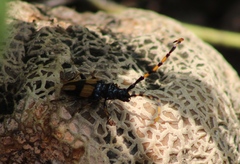 Dendrobias mandibularis