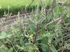 Achyranthes japonica