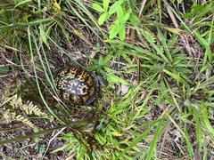 Terrapene carolina