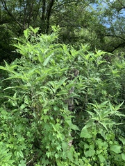 Ambrosia ambrosioides