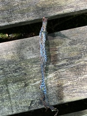 Thamnophis sirtalis pallidulus