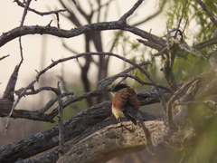 Centropus superciliosus burchellii