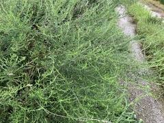 Bassia scoparia