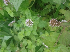 Mentha aquatica