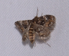 Elophila obliteralis