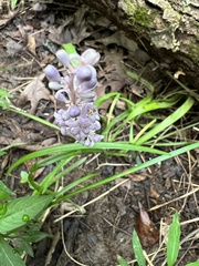 Liriope spicata
