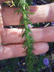 Phyllopodium