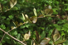 Aronia mitschurinii