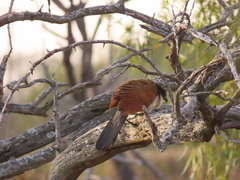 Centropus superciliosus burchellii