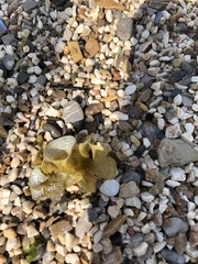 Padina pavonica