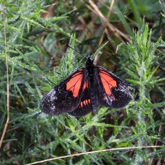 Altinote trinacria chea