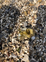 Padina pavonica
