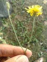 Cichorieae