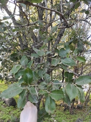 Rhytisma salicinum