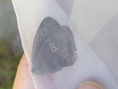 Aphantopus hyperantus