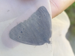 Aphantopus hyperantus