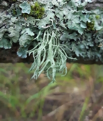 Ramalina farinacea