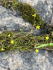 Ranunculus flammula