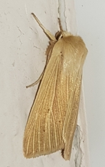 Mythimna