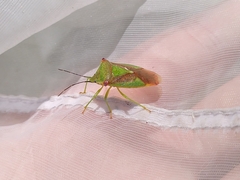 Acanthosoma haemorrhoidale