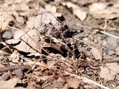 Oedipoda