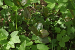 Aronia mitschurinii