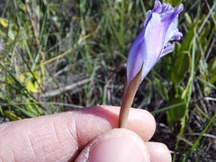 Gladiolus gracilis