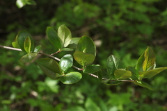 Aronia mitschurinii
