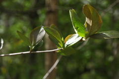Aronia mitschurinii