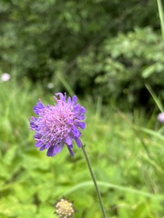 Knautia