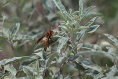 Polistes aurifer