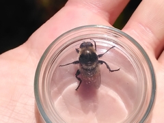 Eristalinae