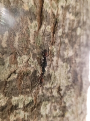 Camponotus cruentatus