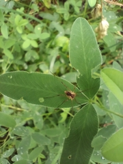 Oligolophus tridens