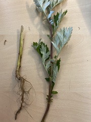 Artemisia vulgaris