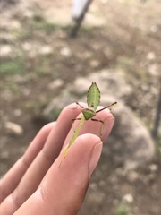 Hierodula transcaucasica