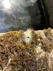 Calliteara pudibunda