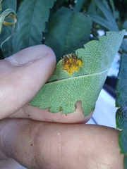 Gymnosporangium cornutum
