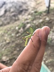Hierodula transcaucasica