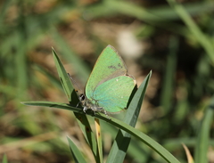 Callophrys rubi