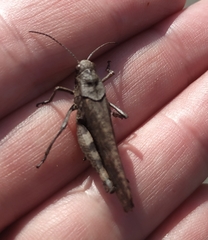 Psophus stridulus